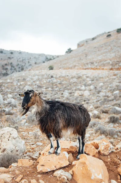 Fjällget Mitt Naturen Bergskedja Kreta Grekland — Stockfoto