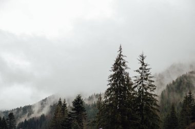 Night photo of the sky with dense layers of clouds and the moon. Incredibly beautiful image with large fir trees in Ukraine, Carpathian mountains