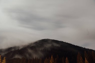 Night photo of the sky with dense layers of clouds and the moon. Incredibly beautiful image with large fir trees in Ukraine, Carpathian mountains