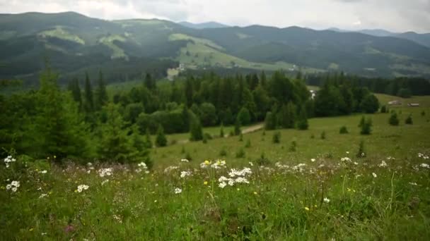 Krásný Výhled Hory Mraky Tráva Heřmánek Rostou Hřišti Ukrajinské Karpaty — Stock video