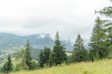 Yeşil Ukrayna dağları. Yaz zamanı. En büyük zirvelerin güzel manzarası. Seyahat geçmişi. Güzellik dünyasını keşfediyorum. Karpat Dağları. Ukrayna. Avrupa.