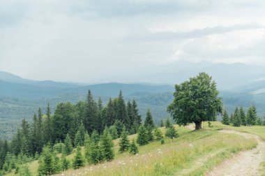 Yeşil Ukrayna dağları. Yaz zamanı. En büyük zirvelerin güzel manzarası. Seyahat geçmişi. Güzellik dünyasını keşfediyorum. Karpat Dağları. Ukrayna. Avrupa.