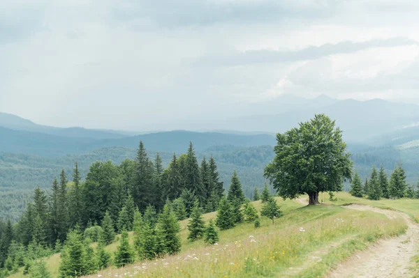 stock image Green Ukrainian mountains. Summer time. Beautiful views of the largest peaks. Travel background. Exploring beauty world. Carpathian mountains. Ukraine. Europe.