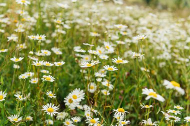 Ukrayna 'daki Karpat Dağları' ndaki papatya tarlası. Ukrayna Karpat Dağları.