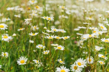 Ukrayna 'daki Karpat Dağları' ndaki papatya tarlası. Ukrayna Karpat Dağları.