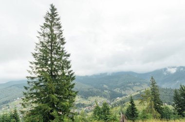 Yeşil Ukrayna dağları. Yaz zamanı. En büyük zirvelerin güzel manzarası. Seyahat geçmişi. Güzellik dünyasını keşfediyorum. Karpat Dağları. Ukrayna. Avrupa.