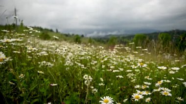 Bulutlu dağların güzel manzarası. Çimenler ve papatyalar tarlada yetişir. Ukrayna Karpat Dağları.