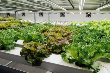 Hidroponik tarım sistemi, seradaki organik hidroponik sebze bahçesi. Toprak ya da Dinamik Kök Yüzme Tekniği olmadan suda mineral besin çözeltileri kullanarak bitki yetiştirmek.