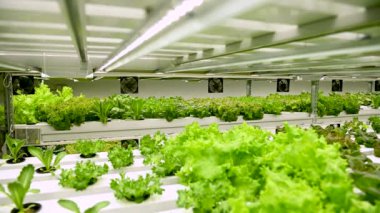 Hidroponik tarım sistemi, seradaki organik hidroponik sebze bahçesi. Toprak ya da Dinamik Kök Yüzme Tekniği olmadan suda mineral besin çözeltileri kullanarak bitki yetiştirmek.