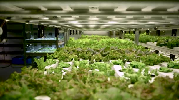 Hydroponiskt Jordbrukssystem Ekologisk Hydroponisk Grönsaksträdgård Växthus Odlingsanläggningar Som Använder Mineralnäringslösningar — Stockvideo