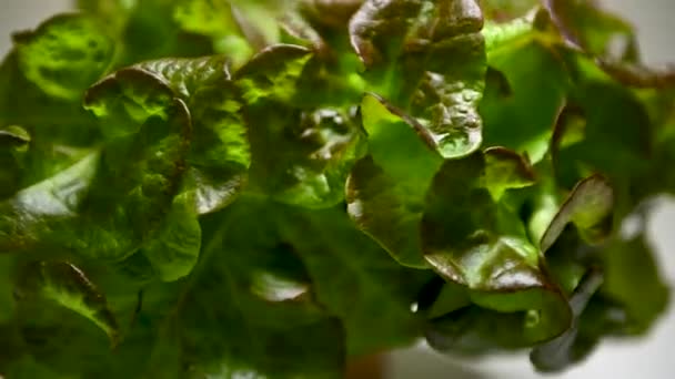 水栽农业系统 有机水栽菜园在温室 在水中使用矿物质营养液种植植物 无土壤或动态根系漂移技术 — 图库视频影像