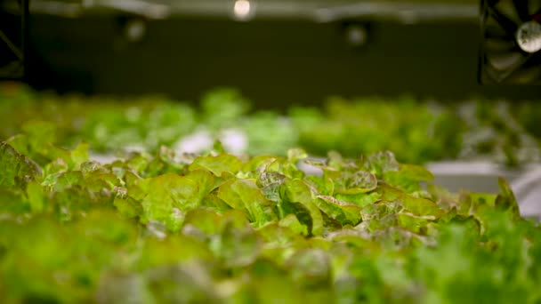Hidroponik Tarım Sistemi Seradaki Organik Hidroponik Sebze Bahçesi Toprak Dinamik — Stok video