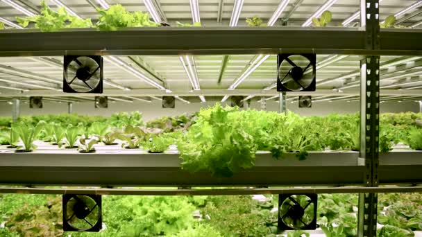 Hydroponiczny System Rolniczy Organiczny Hydroponiczny Ogród Warzywny Szklarni Rośliny Uprawne — Wideo stockowe