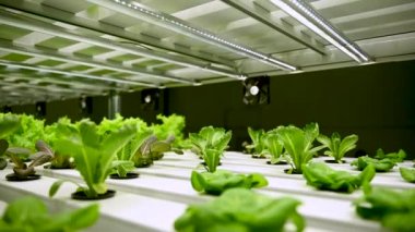 Hidrofonik boruda marullar. Hidrofonik sebze çiftliği. Organik sebze salatası yetiştiren hidrofonik çiftlik taze toplanmış marul sağlıklı yiyecek için organik Dünya konsepti.