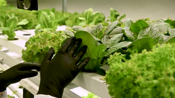 Zaměstnanec Černých Rukavicích Kritizuje Opravuje Listy Salátu Hydroponické Farmě — Stock video