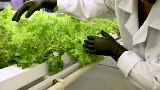黒い手袋の従業員は水力学の農場のサラダの葉をレビューし 修正します — ストック動画