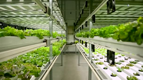 Alfaces Hidropônicas Tubo Hidropônico Fazenda Vegetal Hidropônica Salada Legumes Orgânicos — Vídeo de Stock