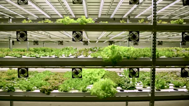 Hydroponiska Sallat Vattenpipa Vattenbruksodling Grönsaker Ekologisk Grönsakssallad Odling Trädgård Vattenbruk — Stockvideo