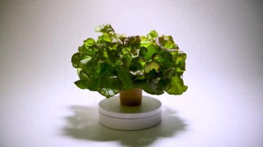 Taze salata çalısı tabakta dönüyor. Sağlıklı gıda kavramı. Çevresel temiz gıda üretimi. Tarım sektörünün estetiği