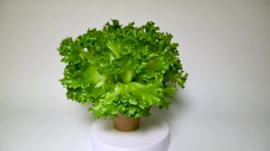 Taze salata çalısı tabakta dönüyor. Sağlıklı gıda kavramı. Çevresel temiz gıda üretimi. Tarım sektörünün estetiği