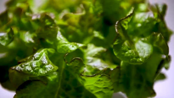 Frischer Salatbusch Dreht Sich Auf Einem Teller Das Konzept Der — Stockvideo