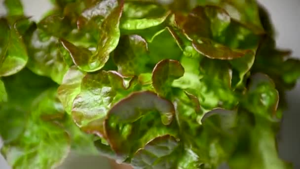 Färsk Salladsbuske Snurrar Tallriken Begreppet Hälsosam Mat Miljövänlig Produktion Livsmedel — Stockvideo