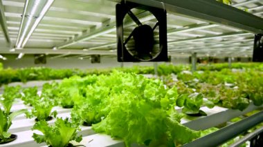 Hidrofonik sistem sebze yetiştiriyor, Ukrayna 'da bir bahçede salata yetiştiriyor, PVC borusunda salata yetiştiriyor, organik marullar bir açık hava hidrofonik sisteminde yetişiyor..