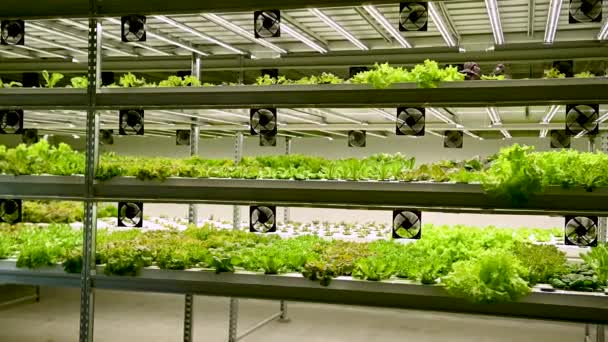 Hydroponický Systém Pěstování Zeleniny Salát Zahradě Ukrajině Salát Pěstovaný Pvc — Stock video