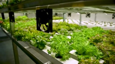 Hidrofonik boruda marullar. Hidrofonik sebze çiftliği. Organik sebze salatası yetiştiren hidrofonik çiftlik taze toplanmış marul sağlıklı yiyecek için organik Dünya konsepti.