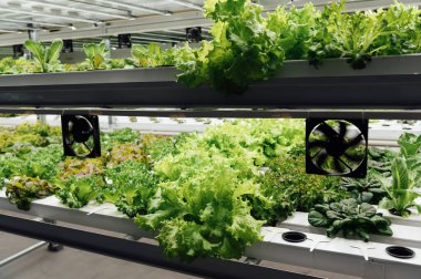 Çevre dostu salata ekimi. Odada hidrofonik var. Salatalar kullanışlı minerallerle birlikte PVC borularda yetişir..