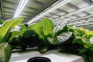 Çevre dostu salata ekimi. Odada hidrofonik var. Salatalar kullanışlı minerallerle birlikte PVC borularda yetişir..