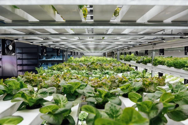 Çevre Dostu Salata Ekimi Odada Hidrofonik Var Salatalar Kullanışlı Minerallerle — Stok fotoğraf