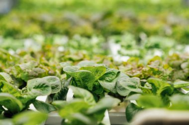 Hidrofonik sistem sebze yetiştiriyor, Ukrayna 'da bir bahçede salata yetiştiriyor, PVC borusunda salata yetiştiriyor, organik marullar bir açık hava hidrofonik sisteminde yetişiyor..