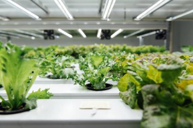 Hidrofonik sistem sebze yetiştiriyor, Ukrayna 'da bir bahçede salata yetiştiriyor, PVC borusunda salata yetiştiriyor, organik marullar bir açık hava hidrofonik sisteminde yetişiyor..