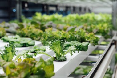 Hidrofonik sistem sebze yetiştiriyor, Ukrayna 'da bir bahçede salata yetiştiriyor, PVC borusunda salata yetiştiriyor, organik marullar bir açık hava hidrofonik sisteminde yetişiyor..