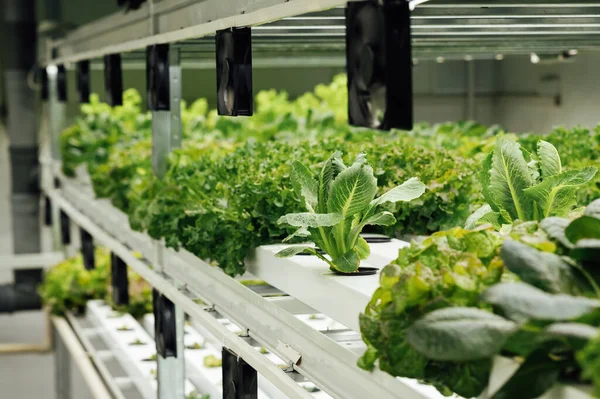 Havalandırmalı Hidrofonik Yöntemiyle Yetiştirilen Bir Çiftlikte Sıralanmış Bitkiler — Stok fotoğraf