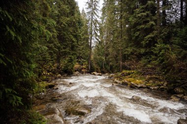 Vahşi dağ nehri taş kayaların arasından akıyor. Karpatlar 'da bol miktarda temiz dere var. Nehrin kenarına soğuk su sıçrıyor. Ulusal parktaki kayalardan küçük bir taşma. Su arkaplanı kavramı