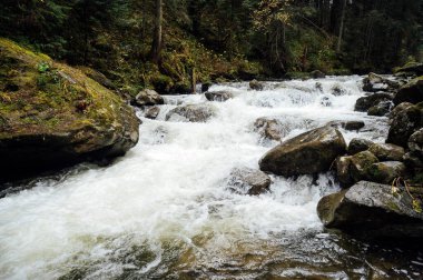 Vahşi dağ nehri taş kayaların arasından akıyor. Karpatlar 'da bol miktarda temiz dere var. Nehrin kenarına soğuk su sıçrıyor. Ulusal parktaki kayalardan küçük bir taşma. Su arkaplanı kavramı
