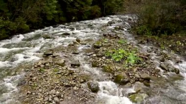 Vahşi dağ nehri taş kayaların arasından akıyor. Karpatlar 'da bol miktarda temiz dere var. Nehrin kenarına soğuk su sıçrıyor. Ulusal parktaki kayalardan küçük bir taşma. Su arkaplanı kavramı