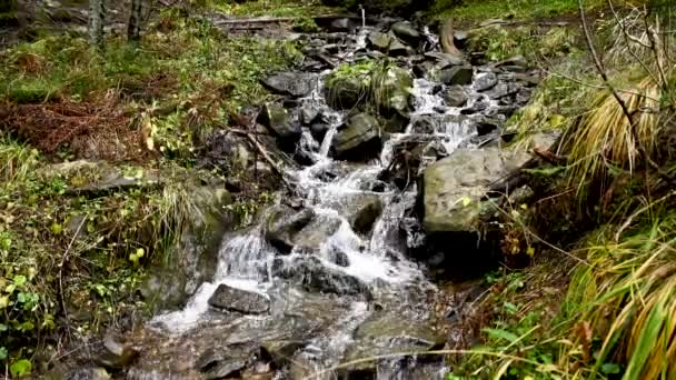 Wild Mountain River Flowing Stone Boulders Abundant Clear Stream Carpathians — Stock Video