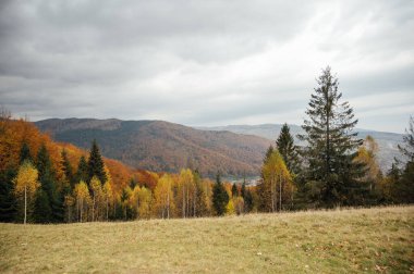 Karpatlar 'da altın sonbahar. Madencilik dizileri ağaçlarla ve sarı yapraklarla birleştirildi. Güzel bulutlar ve güneş. Doğal bir arkaplan görüntüsü. Toprağın güzelliğini keşfedin.