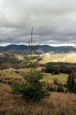 Karpatlar 'da altın sonbahar. Madencilik dizileri ağaçlarla ve sarı yapraklarla birleştirildi. Güzel bulutlar ve güneş. Doğal bir arkaplan görüntüsü. Toprağın güzelliğini keşfedin.