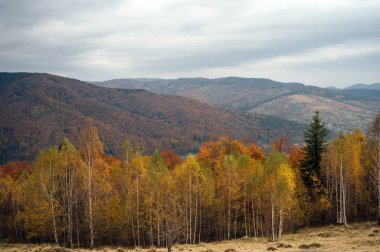Karpatlar 'da altın sonbahar. Madencilik dizileri ağaçlarla ve sarı yapraklarla birleştirildi. Güzel bulutlar ve güneş. Doğal bir arkaplan görüntüsü. Toprağın güzelliğini keşfedin.