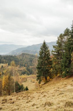 Karpatlar 'da altın sonbahar. Madencilik dizileri ağaçlarla ve sarı yapraklarla birleştirildi. Güzel bulutlar ve güneş. Doğal bir arkaplan görüntüsü. Toprağın güzelliğini keşfedin.