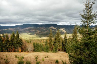 Karpatlar 'da altın sonbahar. Madencilik dizileri ağaçlarla ve sarı yapraklarla birleştirildi. Güzel bulutlar ve güneş. Doğal bir arkaplan görüntüsü. Toprağın güzelliğini keşfedin.