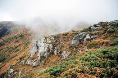 Karpatlar 'da altın sonbahar. Madencilik dizileri ağaçlarla ve sarı yapraklarla birleştirildi. Güzel bulutlar ve güneş. Doğal bir arkaplan görüntüsü. Toprağın güzelliğini keşfedin.