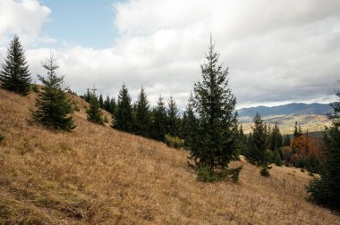 Karpatlar 'da altın sonbahar. Madencilik dizileri ağaçlarla ve sarı yapraklarla birleştirildi. Güzel bulutlar ve güneş. Doğal bir arkaplan görüntüsü. Toprağın güzelliğini keşfedin.