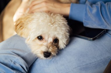 Maltipoo köpeği düğün hazırlıkları sırasında gelinin kollarında yatıyor..