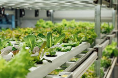 Hidrofonik sistem sebze yetiştiriyor, Ukrayna 'da bir bahçede salata yetiştiriyor, PVC borusunda salata yetiştiriyor, organik marullar bir açık hava hidrofonik sisteminde yetişiyor..