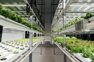 Hidrofonik sistem sebze yetiştiriyor, Ukrayna 'da bir bahçede salata yetiştiriyor, PVC borusunda salata yetiştiriyor, organik marullar bir açık hava hidrofonik sisteminde yetişiyor..